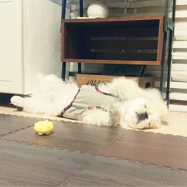 yukagomaさんの実例写真