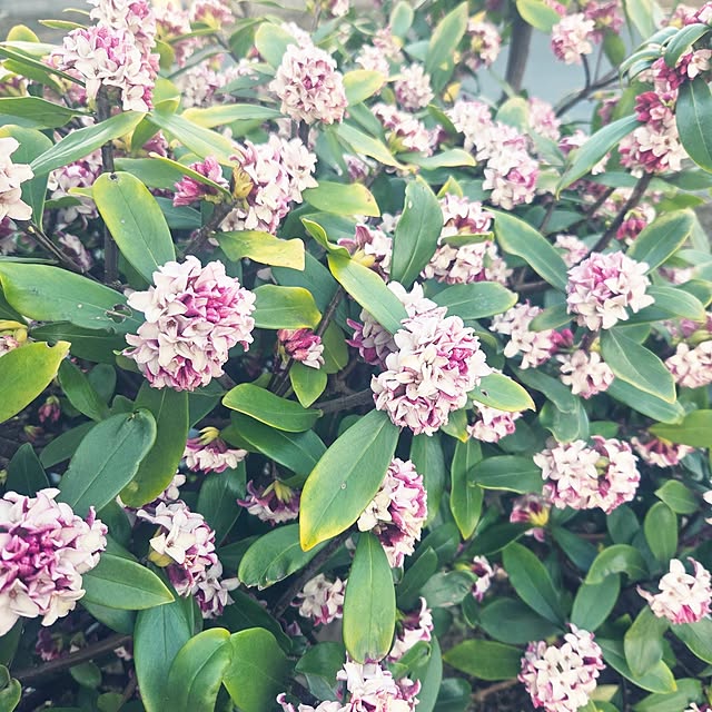 igokochiさんの実例写真