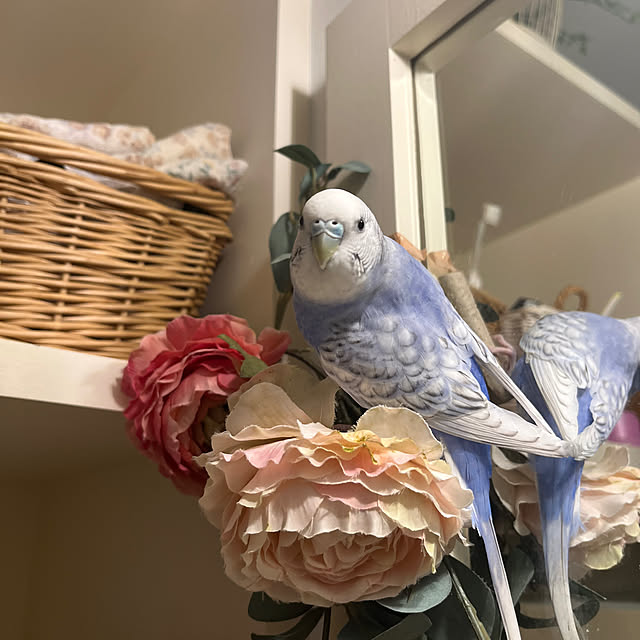 sakuraさんの部屋