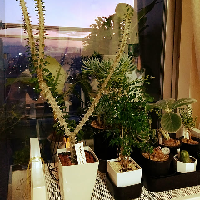 waokitsuneさんの実例写真