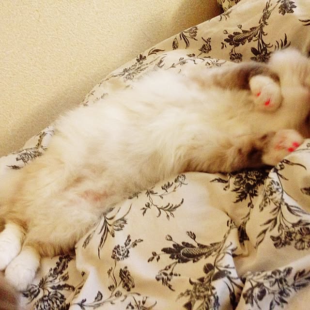 hannaさんの実例写真