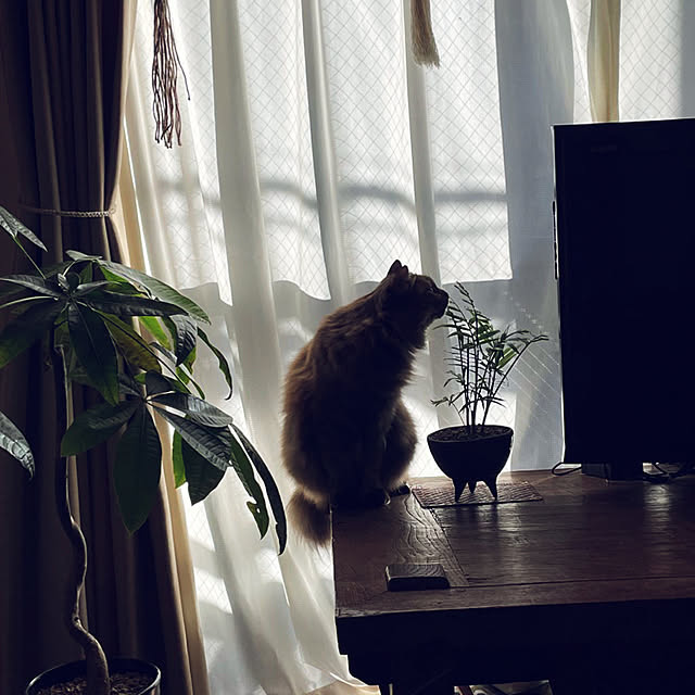 mafuさんの実例写真