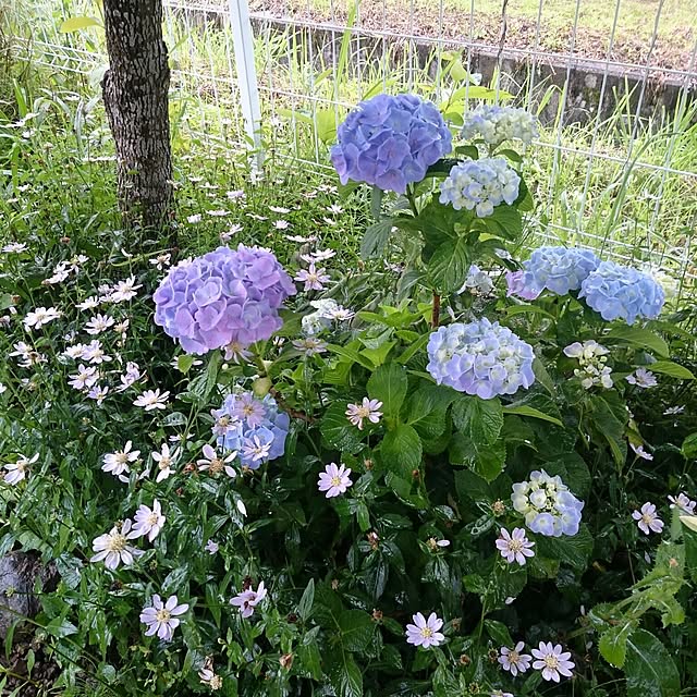 pepeさんの実例写真