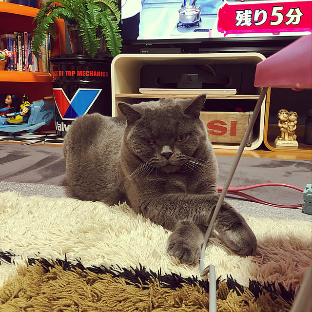 Shojiさんの実例写真