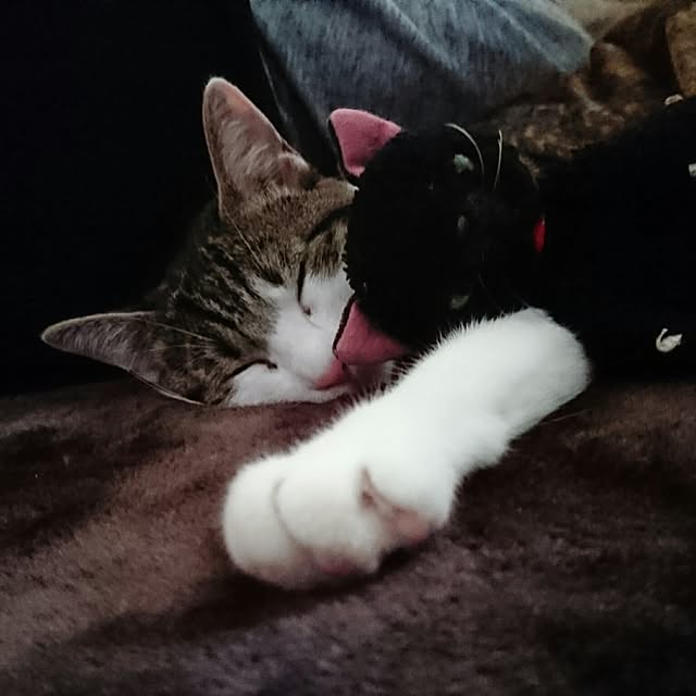 kiraさんの実例写真
