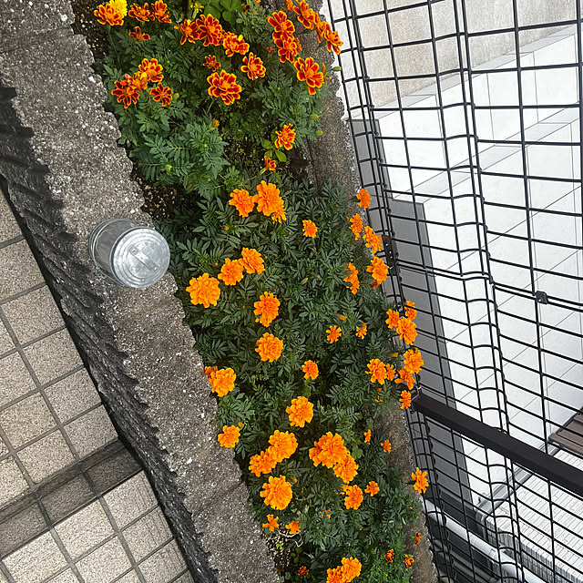 karintoさんの実例写真