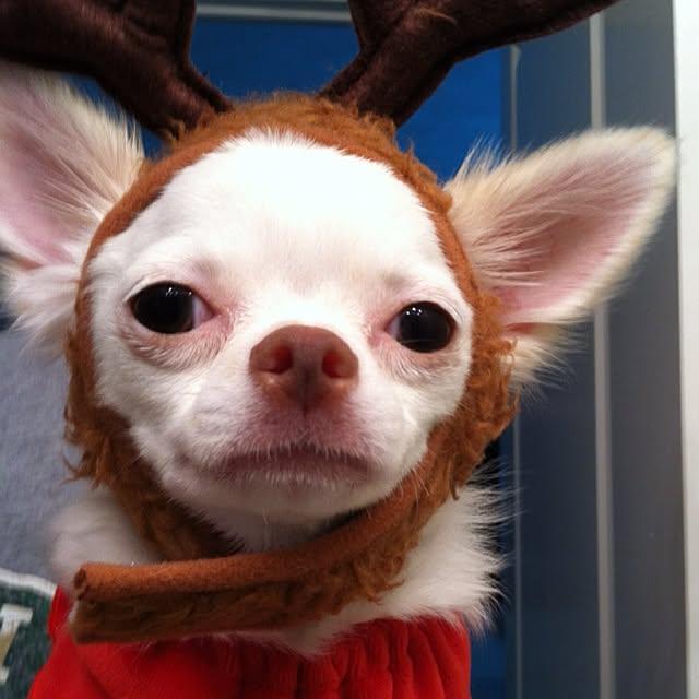 chikaさんの実例写真