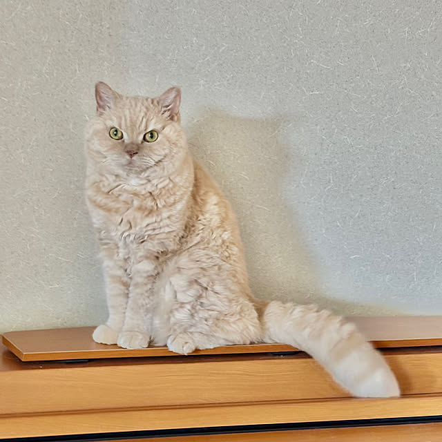 naokoさんの部屋