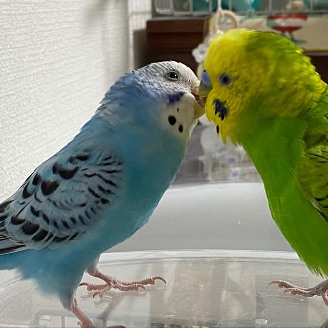 ohanaさんの部屋