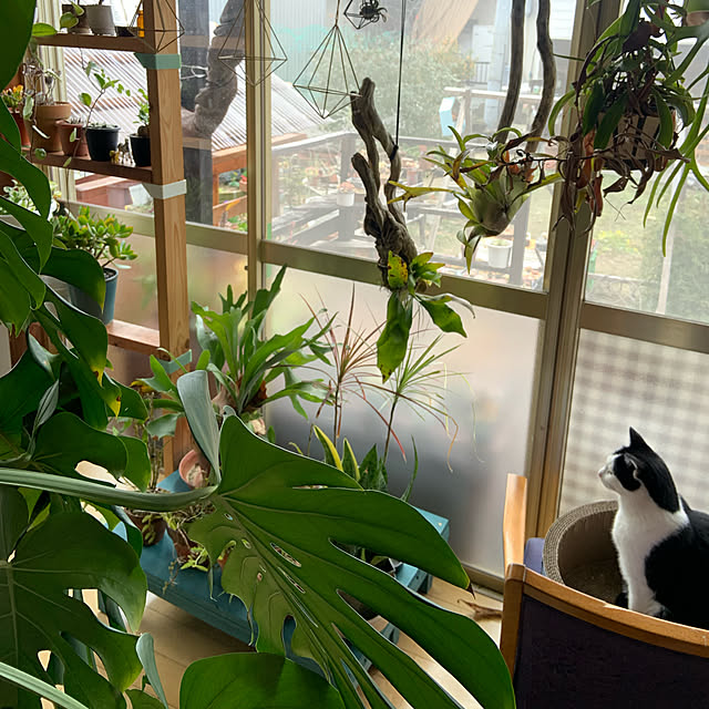 植物のある暮らし/ボロ家/賃貸戸建/古い平屋/築35年以上...などのインテリア実例 - 2022-02-04 22:01:28
