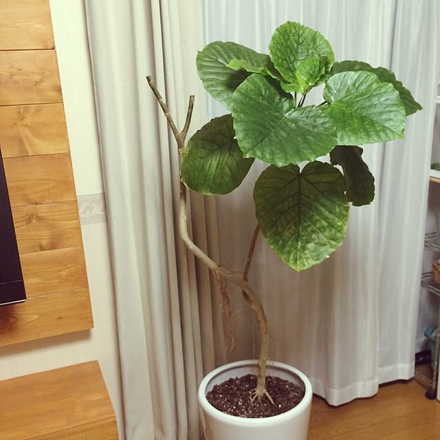 yukaさんの実例写真