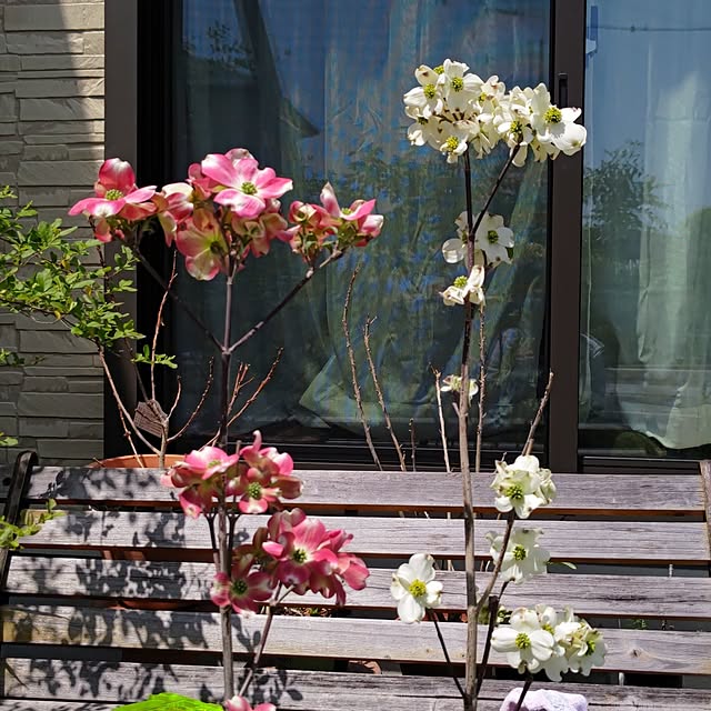 棚/令和７年４月19日/いつも、ありがとうございます(^ー^)/気持ちの安らぐ部屋つくり/庭を、森のようにしたい...などのインテリア実例 - 2025-04-19 13:38:19