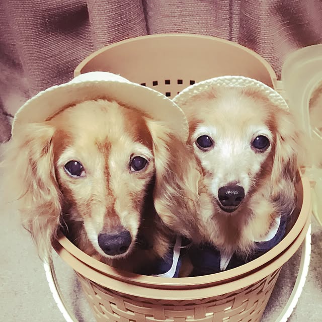 Arisaさんの実例写真