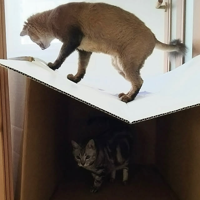 yuri.sさんの実例写真
