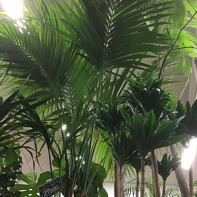 GREENJAMさんの実例写真