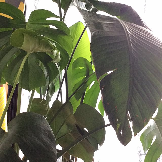 部屋全体/観葉植物のインテリア実例 - 2015-06-22 21:03:57