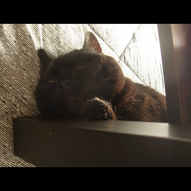 kokiaさんの実例写真
