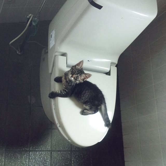 puku.さんの実例写真