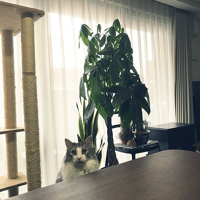 regulusさんの実例写真