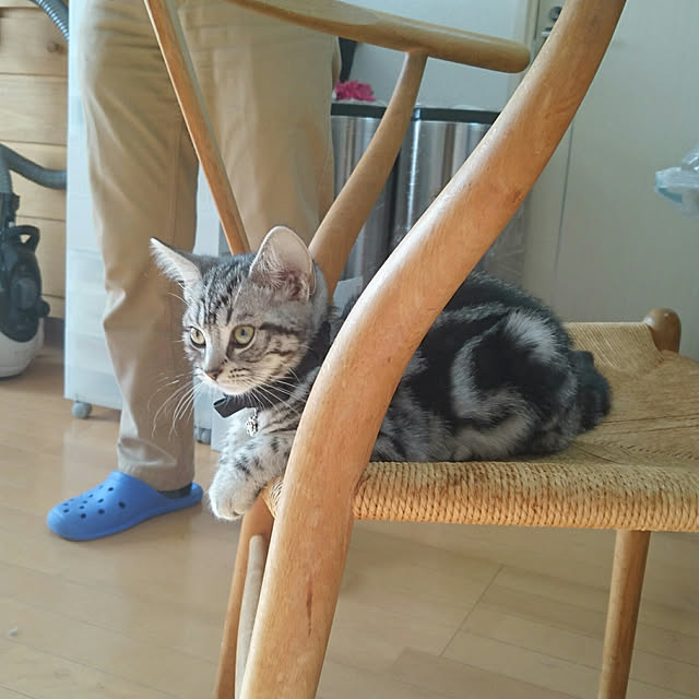 CatClipさんの実例写真
