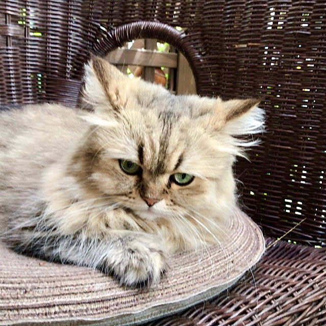 butachanさんの実例写真