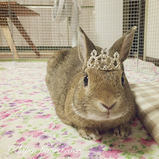 mashiさんの実例写真