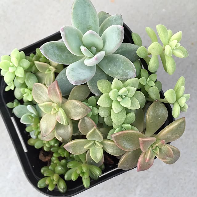 yoropikoさんの実例写真