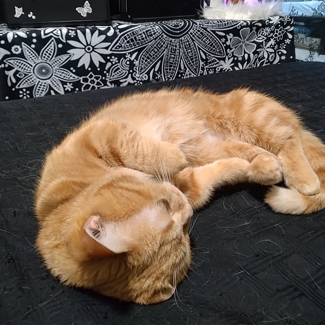 runaさんの実例写真