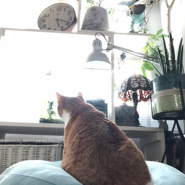 ktnさんの実例写真