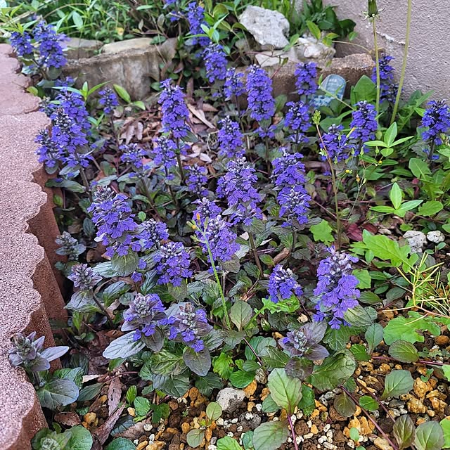 VIORAさんの実例写真