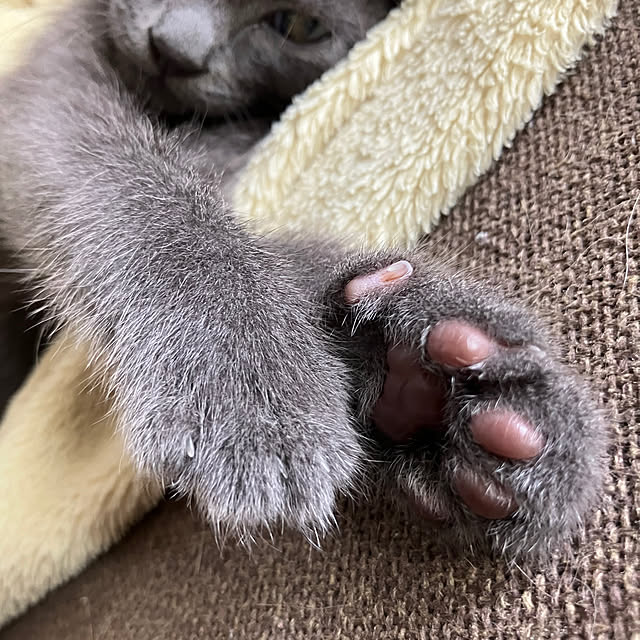 nekoさんの部屋