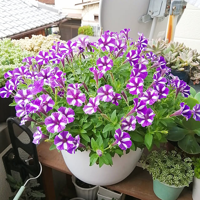 VERANDARJUNさんの実例写真