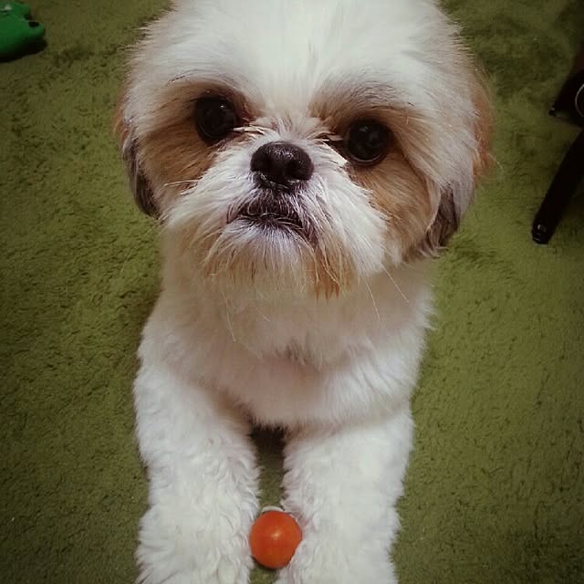 ted-ysdさんの実例写真
