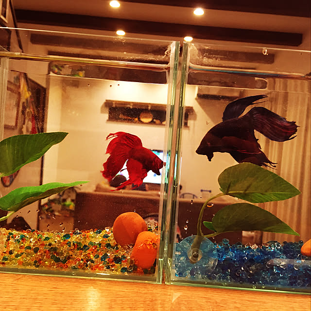showさんの実例写真