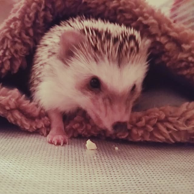 kuruさんの実例写真