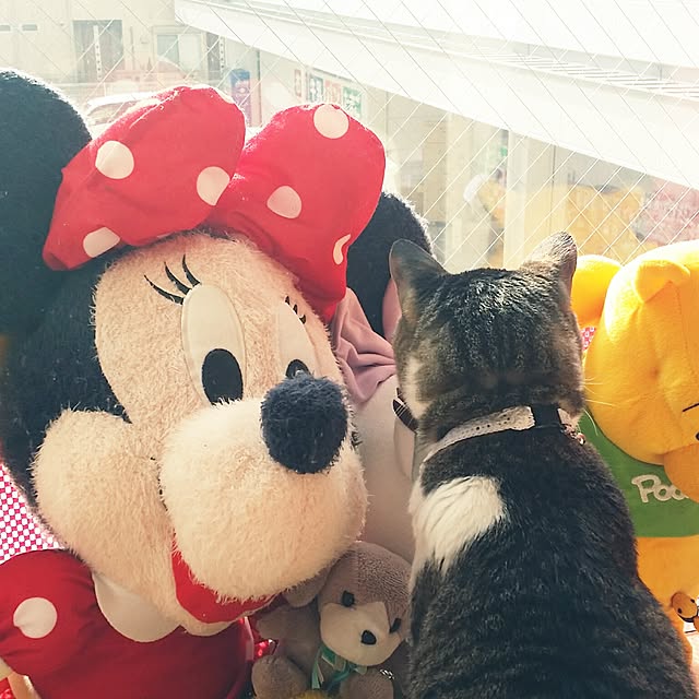 meeyoさんの実例写真