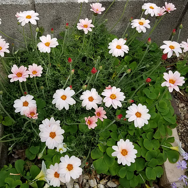 myuさんの実例写真