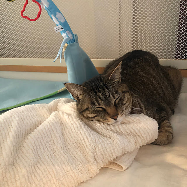 mikomaruさんの実例写真