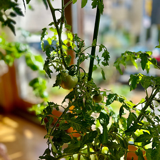 botanさんの部屋