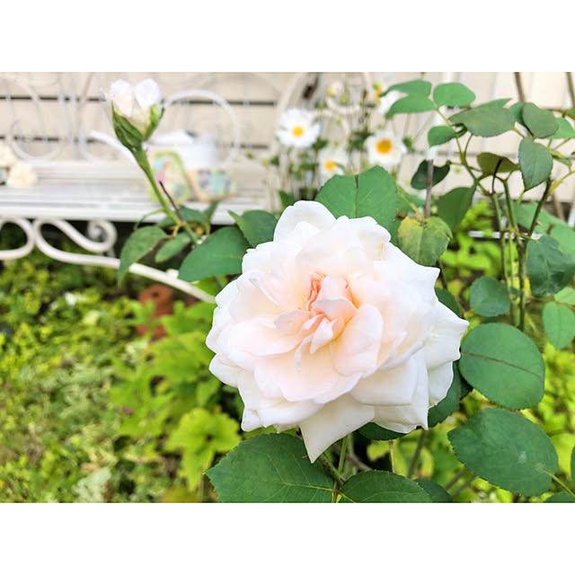 ponさんの実例写真