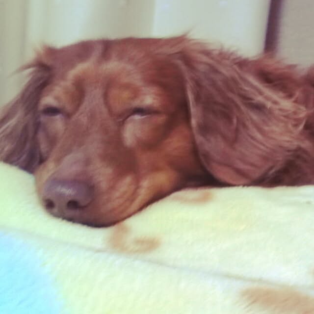 satoさんの実例写真