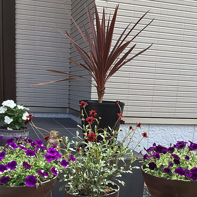 houenさんの実例写真