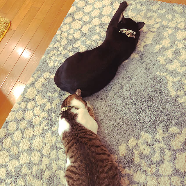 jijiさんの実例写真
