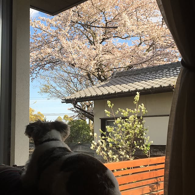 kirakira.jackさんの実例写真