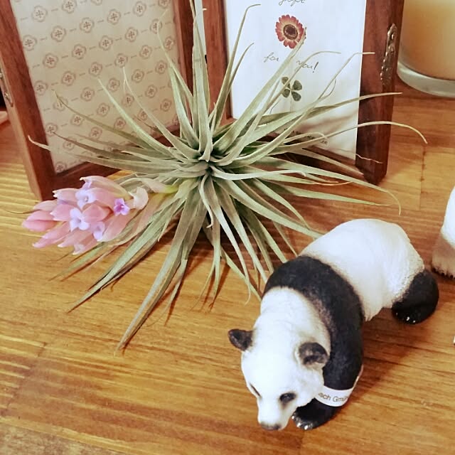 asuさんの実例写真