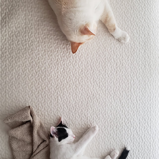 蒼天の笹かま猫/ペットのいる暮らし/ペットと暮らす家/ペットと暮らす/イブル...などのインテリア実例 - 2021-09-19 15:57:41