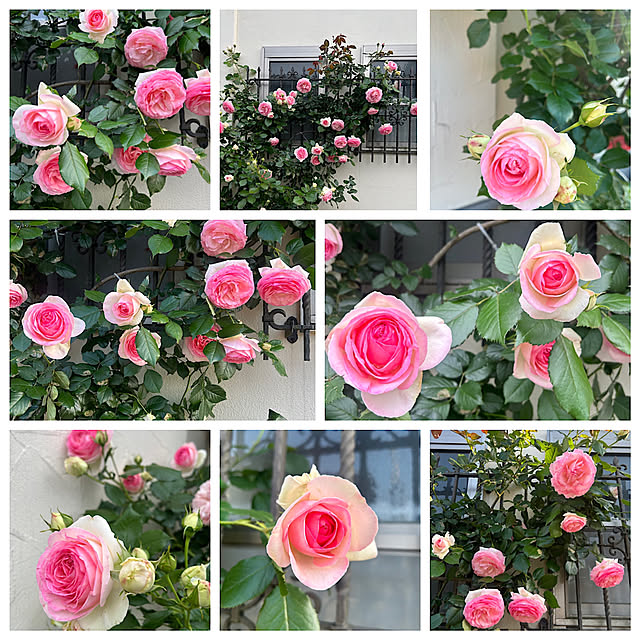 magnoliaさんの実例写真