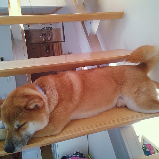 kotaさんの実例写真
