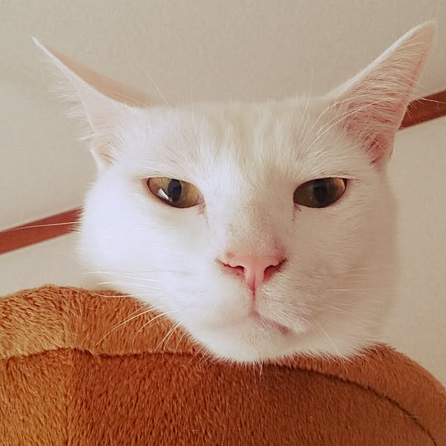 yipuuさんの実例写真