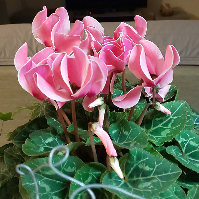 KOHAKUさんの実例写真